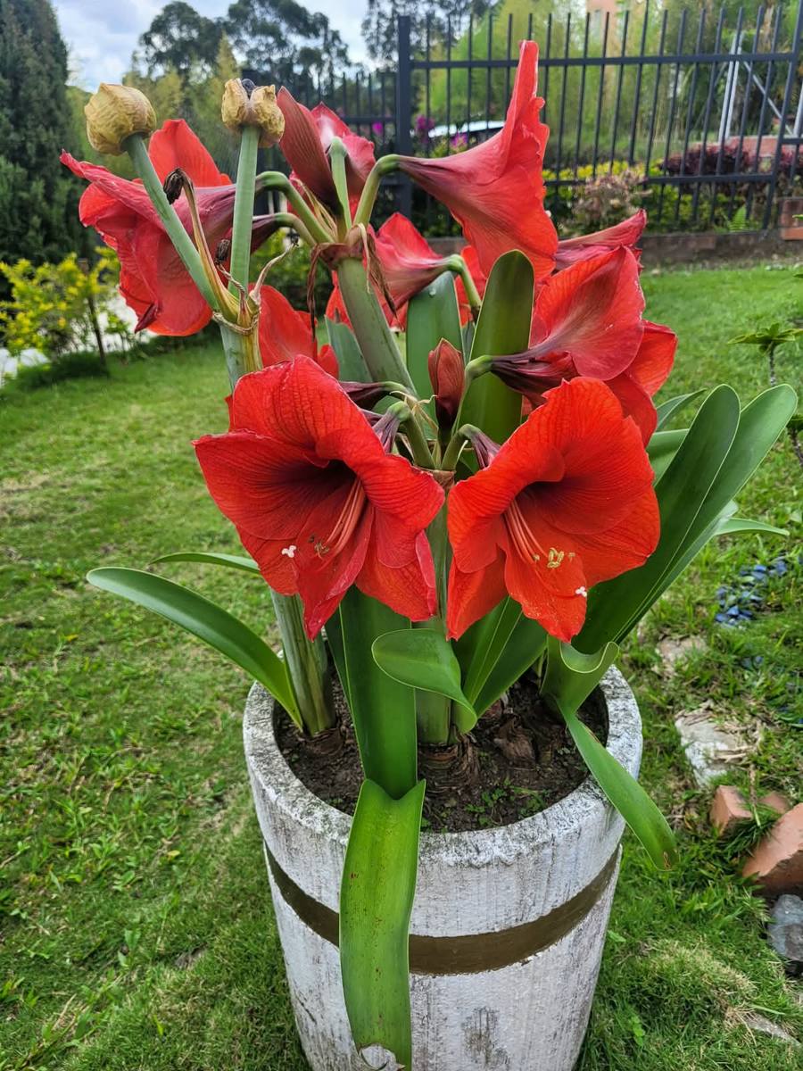 Amarilis rojo en una matera del jardín